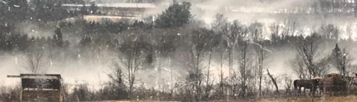 Foggy morning